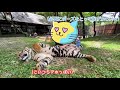 【プーケット】トラじゃない、、ただの大きい猫【タイガーキングダム】