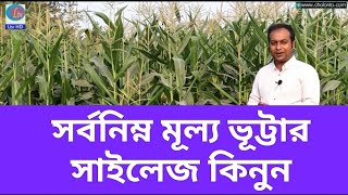 স্বল্প মূল্যে ভূট্টার সাইলেজ কিনুন ||Buy corn silage at low prices||01759-552759|01759-469343 #LtvHD