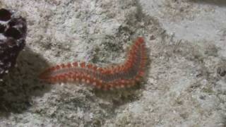 Bonaire Fire Worm