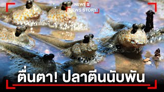 ตื่นตา! ปลาตีนนับพัน : [News Story]