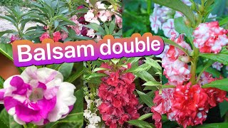 BALSAM Double CAMELLIA mix, double BALSAM flower, BALSAMINA impatiens