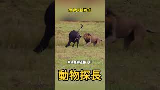 母獅飛撲羚羊，不料對方直接“神走位”，鏡頭記錄全過程!#動物世界 #獅子 #羚羊