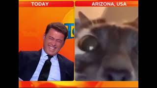 Cat interrupts news interview🐈‍⬛😂