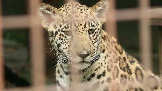 体当たりでママが持つおもちゃ落とすジャガーの仔❤️琥珀君✨ミワちゃん【とべ動物園】