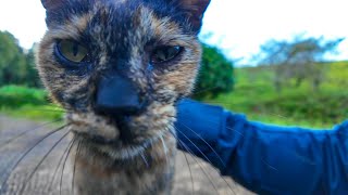 公園の遊歩道で出会ったサビ猫ちゃん、椅子に座るとテーブルの上に乗ってきた