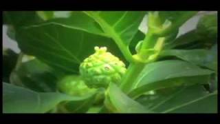 Noni GIA - Made from Organic Noni Fruit.mp4