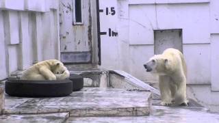 オオカミの遠吠えを聞いたホッキョクグマ~Howling of wolves and Polar Bears