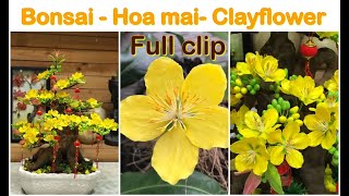 How to Make Mai Bonsai Clay Flower - Easy Making Clay Flowers Step by Step - DIY Clay Flowers