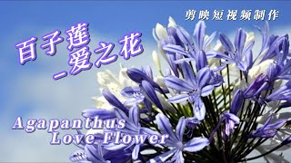 百子莲_爱之花（ Agapanthus_Love Flower)