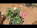 mss parcel method rosenursery gardening indoorplantplantnursery flowers newcollection tamil