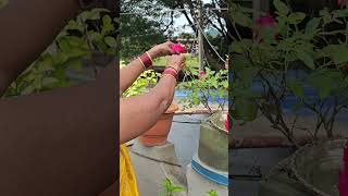 శ్రావణ శుక్రవారం శుభాకాంక్షలు #terracegarden #terracegardentelugu #rose #harvest #gardening