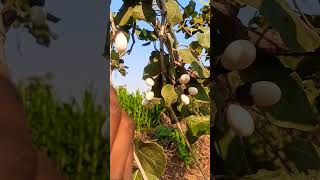 white sheetWhite Biba Seeds Tree's 📲:- 8421332019 | Safed Bhilawa Price In India8421332019white biba