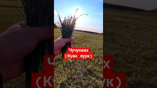 Биир күн дьылы аһатар... Чучунаах (Күөх луук) #sakha #природа #shortsvideo #shortvideo #лук