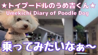 乗ってみたいなぁ〜 ★トイプードルのうめ吉くん(1312日目)★Umekichi Diary of Poodle Dog