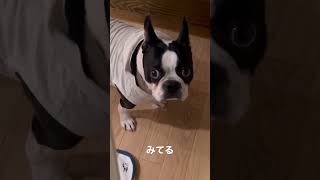 米粉パンケーキを待ち侘びるボストンテリア #bostonterrier #フレンチブルドッグ #ボストンテリア #dog