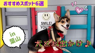 【犬とお出かけ】葉山おすすめスポット6選