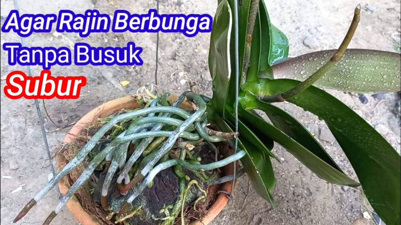 Cara Merawat Anggrek Bulan Agar Rajin Berbunga - YouTube