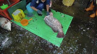 Cutting Giant Groper 龍膽石斑現撈清肉切割處理