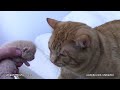 ginger tom cat reacts to his newborn kittens