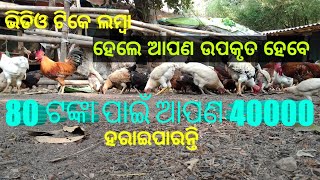 80 ଟଙ୍କା ନୁହେଁ ଏହା ଆପଣଙ୍କର 40000 ଟଙ୍କା,ହେ ଜ୍ଞାନ ନକରି ଏତିକି କରନ୍ତୁ #Sahooagro #ranikhet #ଘୁମାରୋଗ #egg