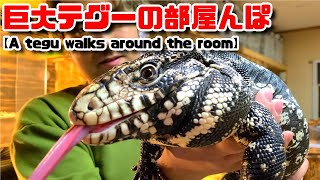 【爬虫類】アダルトサイズのテグーを部屋で散歩させてみました/A tegu walks around the room