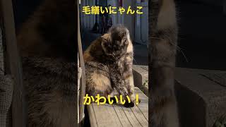 【かわいい】扇町駅に居た毛繕いにゃんこ #shorts #ねこ動画 #鶴見線