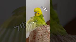 お尻をフリフリ擦るインコの意外な止め方 #セキセイインコ #インコ #インコ兄弟 #birds #budgies #lemon #shorts