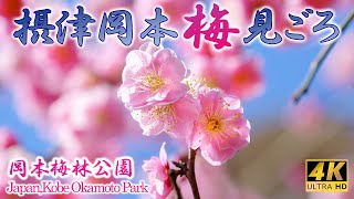 [4K] 神戸 梅名所 「岡本梅林公園 の梅見ごろ」 2023年2月25日撮影