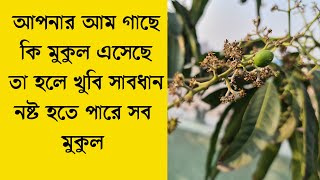 আমের পাউডারি মিলডিউ রোগ | Powdery mildew disease of mango