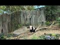 20230710 giant panda le le 叻叻 refused to go home @ river wonders singapore 新加坡河川生态园