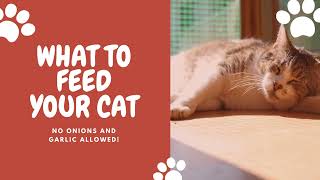 What to Feed Your Cat: Raw Diet, Species-Appropriate Food, and Homemade Options for Cats \u0026 Kittens