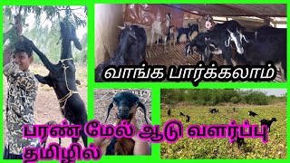 பரண் மேல் ஆடு வளர்ப்பு தமிழில்|.ஒருங்கிணைந்த பண்ணை அமைப்பு|.ஆடு வளர்ப்பு தமிழில்|.#sujithfarm.🥰🥰🥰.