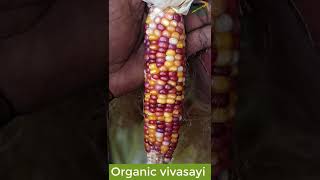 🤯🌽🌈பல நிற மக்காச்சோளம் | multi color corn | Maize #shorts #shortvideo #organicvivasayi