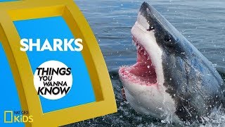 Cool Facts About Sharks | Things You Wanna Know