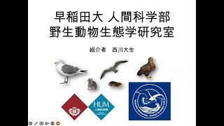 大学・大学院での研究生活 　早稲田大学　野生動物生態学研究室　【鳥類学大会2022 自由集会】