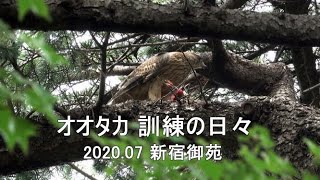 オオタカ幼鳥　訓練の日々　2020.07　新宿御苑　4K