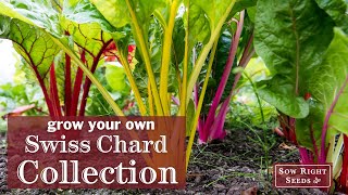 Sow Right Seeds | Swiss Chard Seed Collection