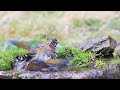 white whiskered laughingthrush taking bath 金翼白眉洗澡 台灣噪眉