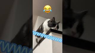 雷が怖過ぎて、見たことない顔になる猫😹The cat is so scared of thunder that it makes a face you've never seen before .