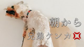 朝から兄弟ケンカ‼︎【ミニチュアシュナウザー/多頭飼い】