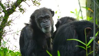 たった一人の戦い、謎の女 マリナ（Fighting alone, Mysterious Woman Marina）　多摩動物公園　チンパンジー　202207