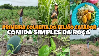 A PRIMEIRA COLHEITA DO FEIJÃO CATADOR MOSTRANDO A VOCÊS O MILHARAL COMIDA SIMPLES NO FOGÃO A LENHA