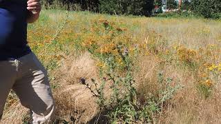 Plant Speed Dating - Bull Thistle (Cirsium vulgare)