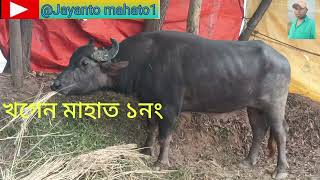 চিপিংডি আসর কাঁপাতে পৌঁছে গেছে খগেন মাহাত১নং কাড়া/chipingdih Kara larai