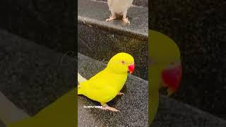 3 Colours Indian Ringneck Parrots #viralvideos #ytshorts #youtubeshorts #parrotvideos #parrotlovers