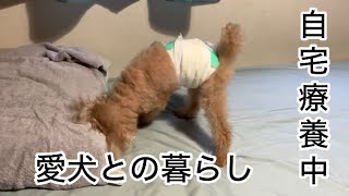 くも膜下出血で倒れたパート主婦　愛犬との自宅療養始まりました