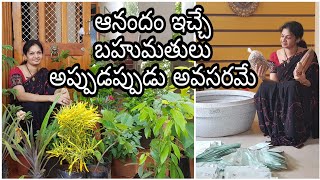 Surprise plant gifts from husband my from kadiyam/ఊరు నుంచి ఏం తెచ్చారు చూడండి #plants #gardening