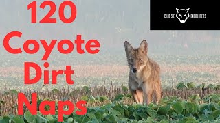 120 Coyote Dirt Naps - Coyote Hunting Compilation 4K