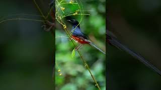 Monarcha,Magpie-robins,White-rumped shamaBirds