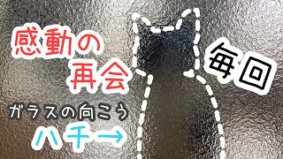 仕事から帰宅の度に感動の再会